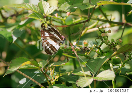 滑空するように飛ぶのが印象的なミスジチョウ 100801587