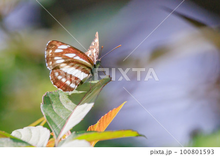 滑空するように飛ぶのが印象的なミスジチョウ 100801593