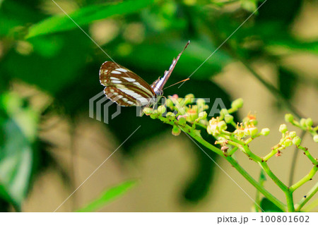 滑空するように飛ぶのが印象的なミスジチョウ 滑空するように飛ぶのが印象的なミスジチョウ 100801602