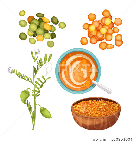 lentils food healthy set cartoon vector illustration lentils food healthy set cartoon vector illustration 100801604
