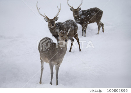 エゾシカ 100802396