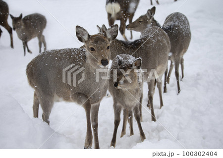 エゾシカ 100802404