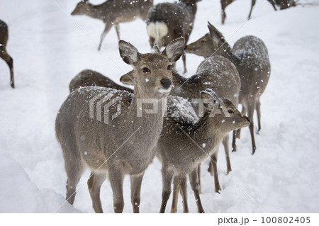 エゾシカ 100802405