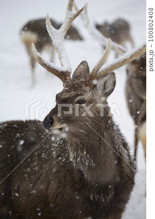 エゾシカ 100802408