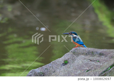 瑠璃色の人気者カワセミ 100802697