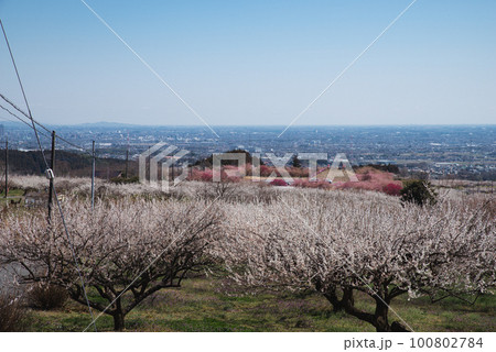 箕郷梅林から見える梅と河津桜と群馬の街並み 100802784