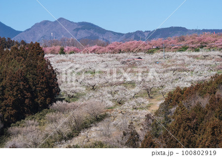 ぐんま三大梅林:箕郷梅林 ぐんま三大梅林:箕郷梅林 100802919