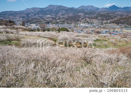 ぐんま三大梅林：榛名梅林から見た梅と赤城山 100803315