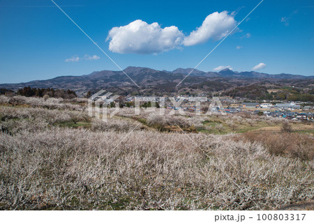 ぐんま三大梅林：榛名梅林から見た梅と赤城山 100803317