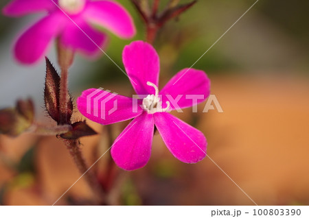 シレネ・カロリニアナの花(シレネ・スパニッシュフラメンコ) シレネ・カロリニアナの花(シレネ・スパニッシュフラメンコ) 100803390