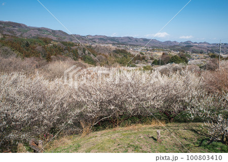 ぐんま三大梅林：秋間梅林 100803410