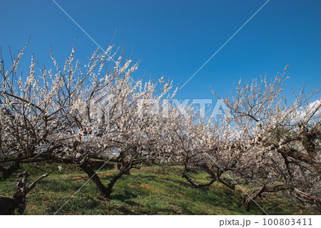 ぐんま三大梅林:秋間梅林 ぐんま三大梅林:秋間梅林 100803411