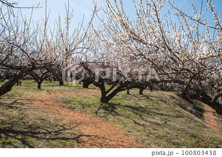 ぐんま三大梅林：榛名梅林 100803438