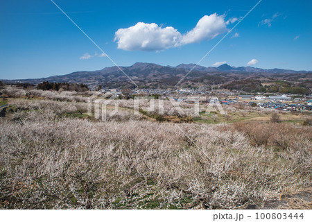 ぐんま三大梅林：榛名梅林から見た梅と赤城山 100803444