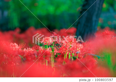 秋のお彼岸に合わせるように赤い花を咲かせるヒガンバナ 100803597