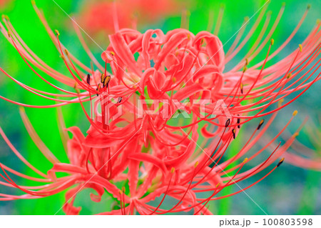 秋のお彼岸に合わせるように赤い花を咲かせるヒガンバナ 秋のお彼岸に合わせるように赤い花を咲かせるヒガンバナ 100803598