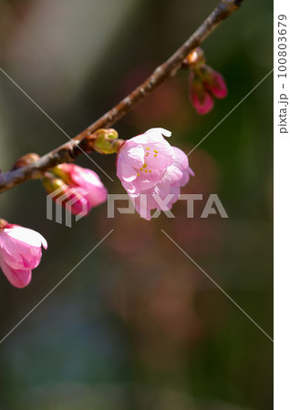 桜 河津桜 (かわづざくら) 化粧咲き前 100803679