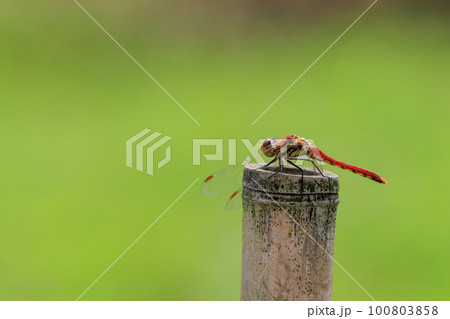 夏から飛び始める秋を代表するトンボの虫アキアカネ 100803858