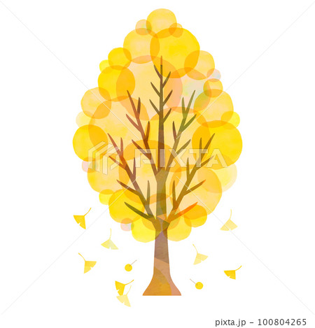 イチョウの大きな木 銀杏 街路樹 紅葉 100804265