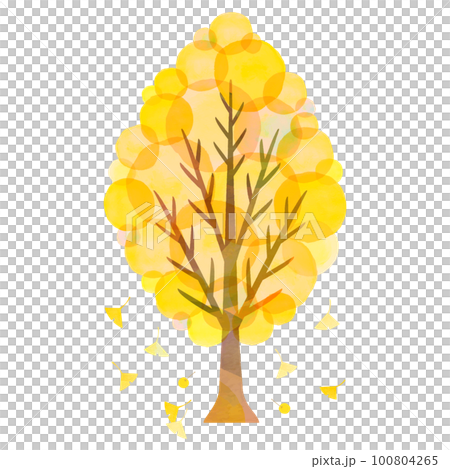 イチョウの大きな木 銀杏 街路樹 紅葉 100804265