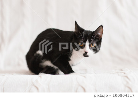 Cute black and white cat sitting on sofa indoors 100804317