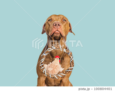 Cute puppy, wicker wreath and soft, plush toy 100804401