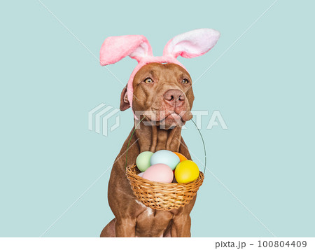 Lovable, pretty puppy and a basket of Easter eggs 100804409