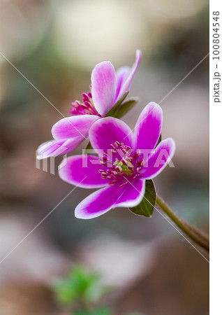 雪割草　ピンク　白 100804548