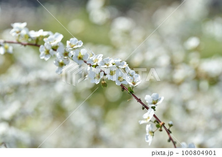 ユキヤナギの花 100804901