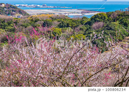海の見える梅林 100806234