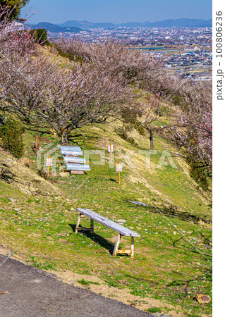 梅の花が咲く丘 100806236