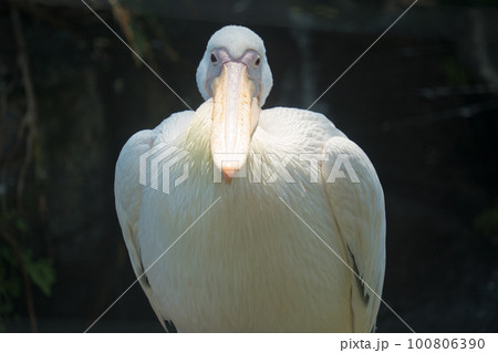 モモイロペリカン モモイロペリカン 100806390