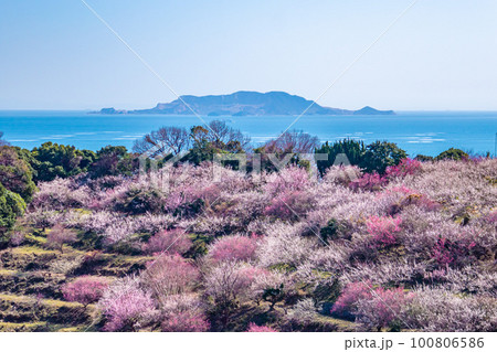 美しい梅林風景 美しい梅林風景 100806586