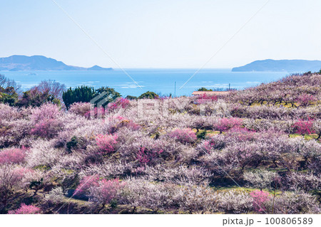美しい梅林風景 100806589