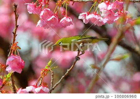 静岡県伊豆市土肥地区　ピンクが鮮やかな早咲きの土肥桜にとまるメジロ 100806960