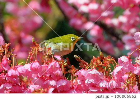静岡県伊豆市土肥地区　ピンクが鮮やかな早咲きの土肥桜にとまるメジロ 100806962