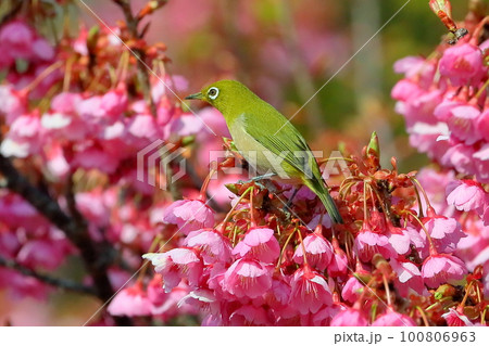 静岡県伊豆市土肥地区　ピンクが鮮やかな早咲きの土肥桜にとまるメジロ 100806963