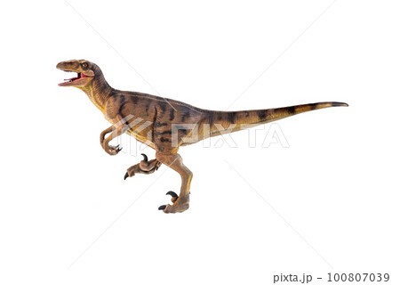 dinosaur , Velociraptor  isolated background 100807039