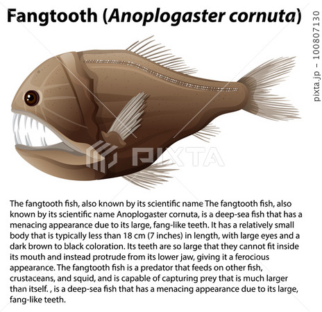 Fangtooth (Anoplogaster cornuta) with Informative Text Fangtooth (Anoplogaster cornuta) with Informative Text 100807130