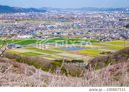 美しい梅林と町並み 100807531