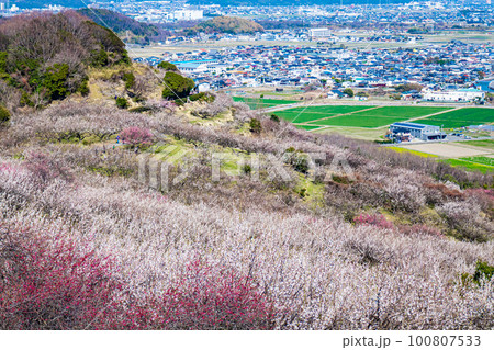 美しい梅林と町並み 美しい梅林と町並み 100807533