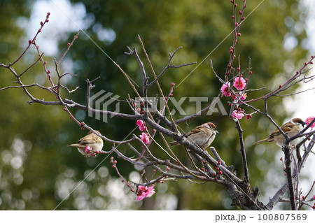 辟く始めの梅の木にとまるスズメ 100807569