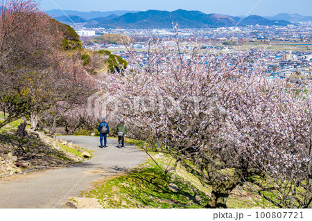 美しい梅林と町並み 100807721