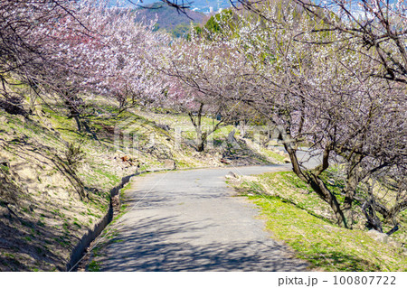 美しい梅林 100807722