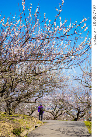 美しい梅林風景 100807797