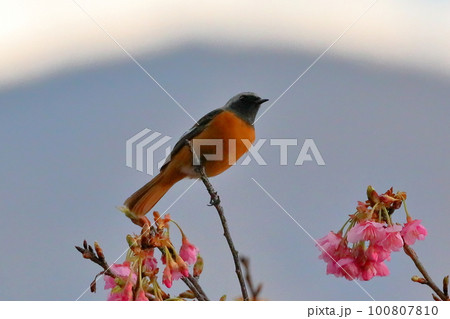静岡県伊豆市土肥　大藪公園の早咲き土肥桜にとまるジョウビタキ 100807810