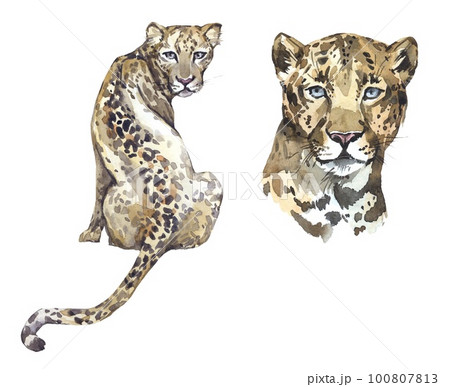 Watercolor leopard illustration set. African wild cat clipart. 100807813