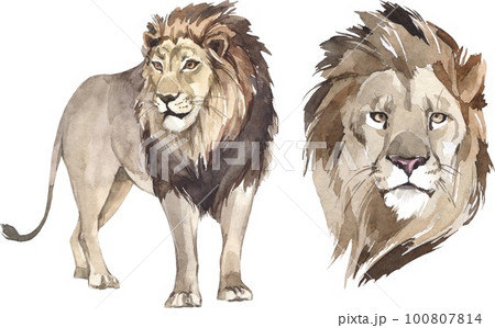 Watercolor king lion illustration set. African wild mammal clipart. 100807814
