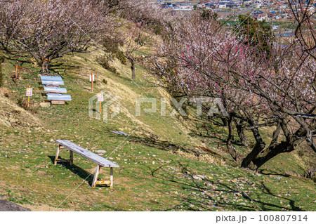 美しい梅林風景 100807914