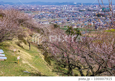 美しい梅林風景 100807915